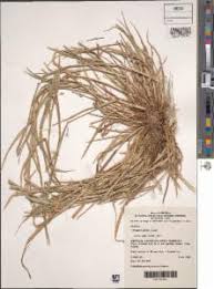 Image result for Panicum gilvum