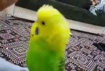 ne mutlu turkum diyene konusan muhabbet kusu muhabbet kuslari hayvanlar kusu
