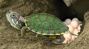See full list on thesprucepets.com Red Eared Slider Turtle Covering Her Nest And Laying Egg Baby Turtle Hatching Youtube