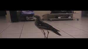 Screaming Woman Nope It S A Bird Australian Geographic