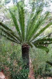 Image result for Encephalartos senticosus