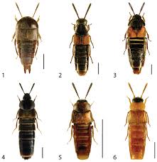 Photos, address, and phone number, opening hours, photos, and user reviews on yandex.maps. New Species And Distributional Records Of Aleocharinae Coleoptera Staphylinidae From Ontario Canada With A Checklist Of Recorded Species