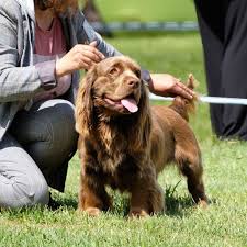 Image result for sussex španěl