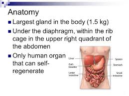 Maybe you would like to learn more about one of these? The Liver Anatomy Largest Gland In The Body 1 5 Kg Under The Diaphragm Within The Rib Cage In The Upper Right Quadrant Of The Abdomen Only Human Organ Ppt Download