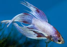 Since female bettas typically have shorter tails than male bettas, it can be challenging to determine the veiltail is long and flowing.6 x research source it arches up and over the body, resembling a. Betta Fish Pictures Lovetoknow