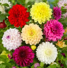 Image result for Dahlia sp. (cultivar)
