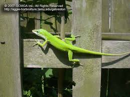 It's more important to prevent lizards from infiltrating a home and removing their food source than it is to dispose of them with poison. Beneficial Lizards In The Landscape 19 Green Anole Lizard Anolis Carolinensis