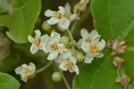 Image result for Carpodiptera africana