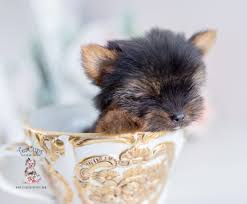 Due to new usda regulations, not all breeders are able to ship puppies. Teacup Puppy Delivery Service Teacup Puppies Boutique