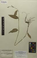 Image result for Aneilema aequinoctiale