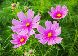 Image result for Asteraceae