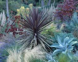 Grasses Cordylines Agaves Yuccas Cold Tolerant Aloes Lavender Palmen Garten Garten Pflanzen Wustenpflanzen