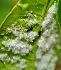 Biological and cultural control strategies are critical components of ipm systems that allow us to control pests in different ways, and reduce the. Pest Control Biological Pest Control Organic Pest Control Green Pest Control Disease Control Whi Organic Pest Control Best Pest Control Green Pest Control