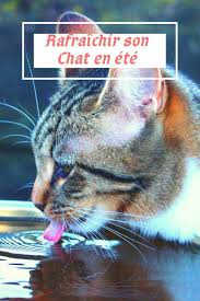 Comment Rafraichir Son Animal En Ete Et Le Proteger De La Chaleur Comportement Chat Conseils Pour Chat Chat