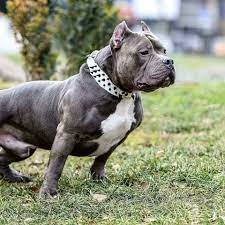 Утверждено решением президиума соко ркф «29» января 2020 года. American Bully Pocket Europe Home Facebook