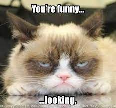 Grumpy Cat Not Amused Meme Grumpy Cat