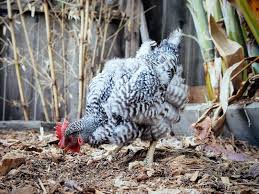 A vent prolapse is essentially a chicken's insides coming out. How And Why A Chicken Molts Garden Betty