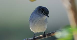 Image result for Polystachya caloglossa