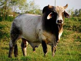 I believe that's a watusi, and it may not be a bull. Pin On Johnny