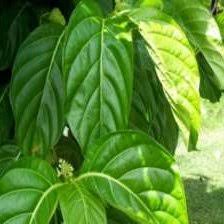 Image result for Morinda asteroscepa