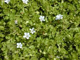 Image result for Hyparrhenia madaropoda