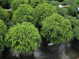 Flower color is brown/tan and blooms in. Cryptomeria Japonica Globosa Nana Japanese Cedar From Pleasant Run Nursery