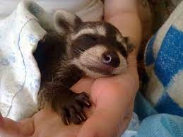 Pin On Cute Animals