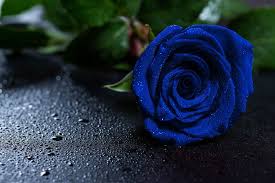 Stops rosacea in 24 hours. Beautiful Blue Rose With Water Drops Blue Roses Wallpaper Rose Flower Wallpaper Rose Wallpaper