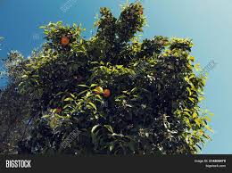 Citrus trees are perfect examples of what we can. Citrus Aurantium Tree Image Photo Free Trial Bigstock
