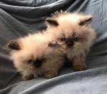 PERSIAN KITTENS FOR SALE - HIMALAYAN KITTENS FOR SALE