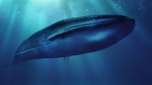 Los mallorquines, entretanto, piden responsabilidades en los foros de internet. La Verdadera Historia Del Reto Suicida De La Ballena Azul Que Se Hizo Viral En Internet Bbc News Mundo