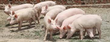 Starting a farming business might not necessarily cost an arm and a leg to start; Starting Pig Farming Business Plan Pdf Startupbiz Global
