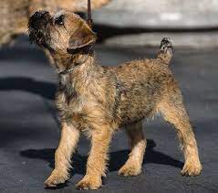 Pin On Border Terrier