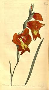 Image result for Gladiolus microspicatus