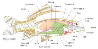 The heart of fishes consists of four chambers, a sinus venosus, an atrium, a ventricle and a conus or a bulbus arteriosus (fig. Fish Anatomy Wikipedia
