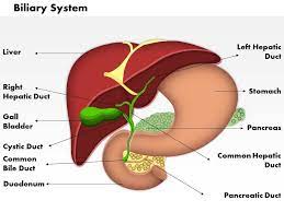 Anatomy of the biliary system. 0514 Biliary System Medical Images For Powerpoint Powerpoint Presentation Images Templates Ppt Slide Templates For Presentation