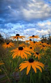 Wide Angle Versus Telephoto Lenses For Landscape Photography Black Eyed Susan Lens For Landscape Photography Landscape Photography
