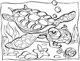 Old Sea Turtle Lifespan Coloring Page Download Print Online Coloring Pages For Free Color Nimbus Turtle outline coloring pages are a fun way for kids of all ages to develop creativity, focus, motor skills and color recognition. old sea turtle lifespan coloring page