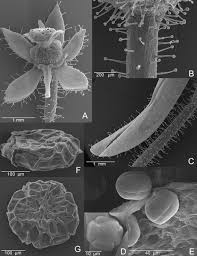 Image result for Genlisea subglabra