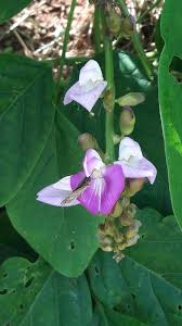 Image result for Canavalia