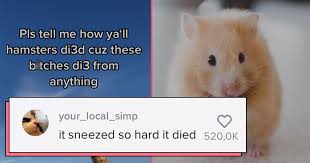 The hamster cult was created by gen z tiktok users to counter the popular lana del rey cult. People Share How Their Hamsters Have Died And Laughing Is Not Allowed