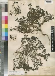 Image result for Stemodiopsis rivae