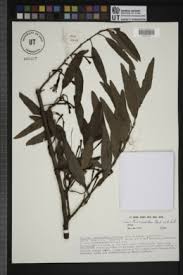 Image result for Phragmanthera eminii