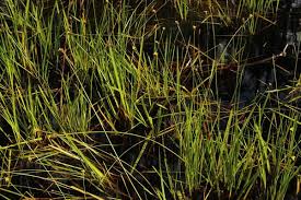 Image result for Xyris schliebenii