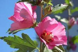 Althea Planting Pruning And Advice On Caring For It Propagation Blooms Plants Althea Plant Planting Shrubs