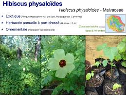 Image result for Hibiscus physaloides