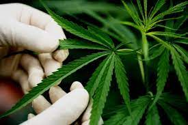La parte que está en contra de la legalización argumenta que la marihuana es adictiva y constituye un peligro para la salud, suscitando el argumento contrario a favor de la legalización que sostiene que solamente si se toma con frecuencia y en grandes dosis. Algunos Beneficios De Legalizar El Uso Del Cannabis En Mexico