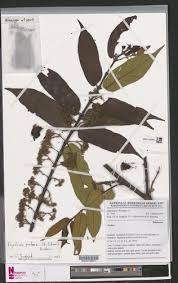 Image result for Psydrax subcordata