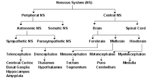 3 connective tissue membranes immediately external to cns organs; Neuroscience For Kids Explore The Nervous System