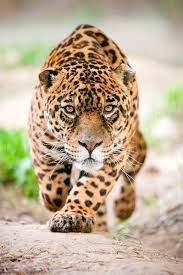 Los #jaguares enfrentan una nueva amenaza: Incredible Jaguar Pictures Unusual Attractions Fotos De Animales Salvajes Animales Salvajes Animales Majestuosos
